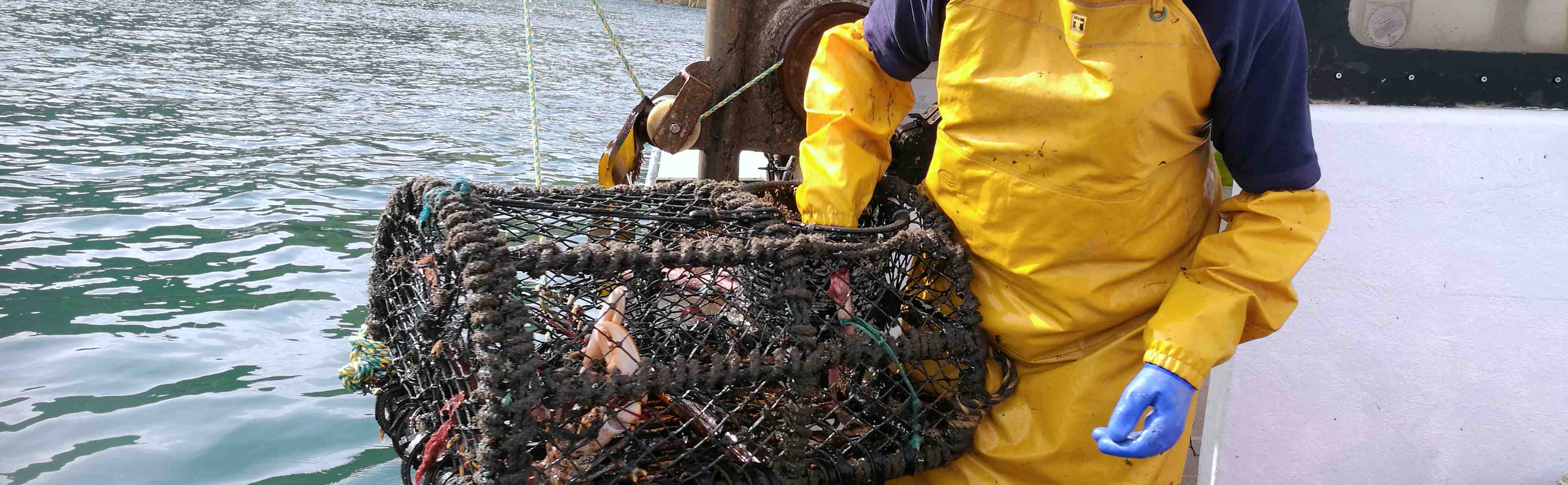Fresh shellfish being caught on a boat.